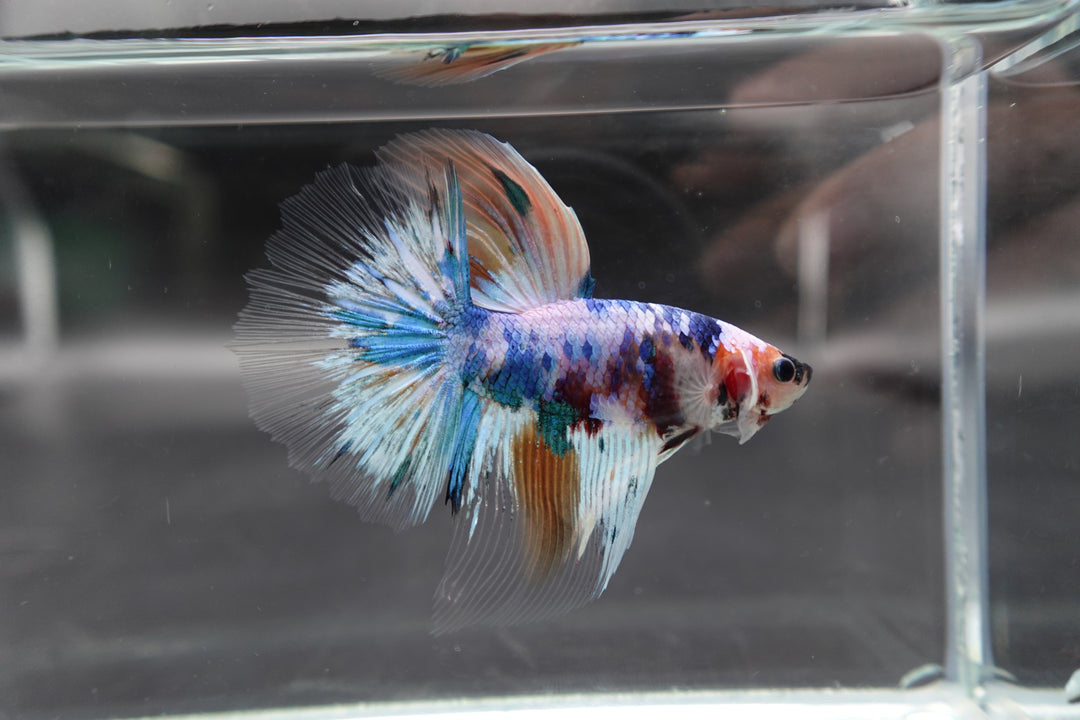 Rare Giant Halfmoon Fancy Blue Betta Fish