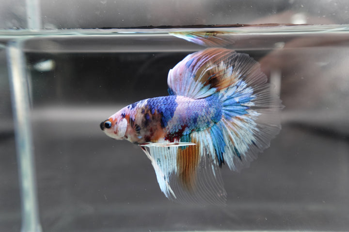 Rare Giant Halfmoon Fancy Blue Betta Fish