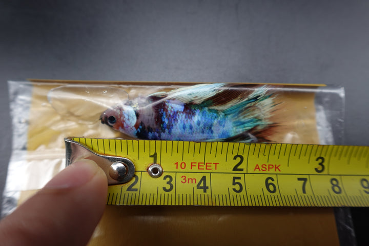 Rare Giant Halfmoon Fancy Blue Betta Fish