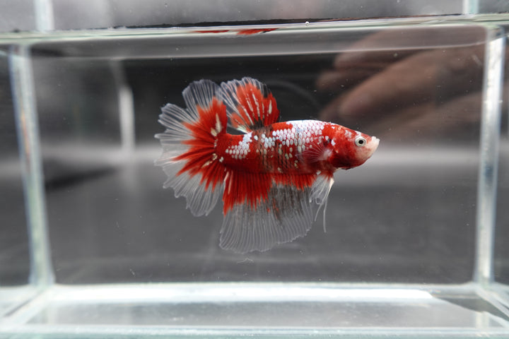 Rare Giant Halfmoon Super Red Betta Fish