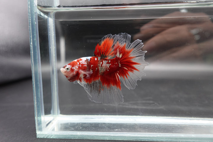 Rare Giant Halfmoon Super Red Betta Fish