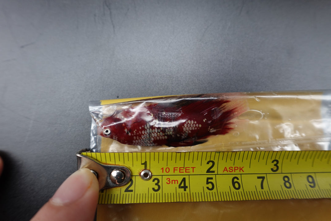 Rare Giant Halfmoon Super Red Betta Fish