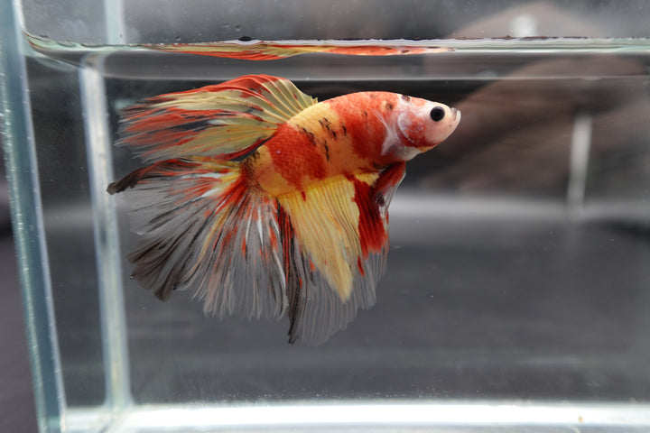 Rare Giant Halfmoon Nemo Betta Fish