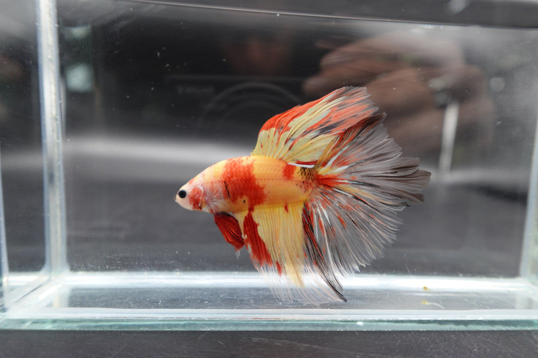 Rare Giant Halfmoon Nemo Betta Fish
