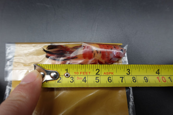 Rare Giant Halfmoon Nemo Betta Fish