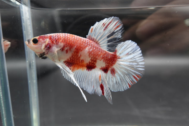 Rare Giant Koi Red And White Betta Fish