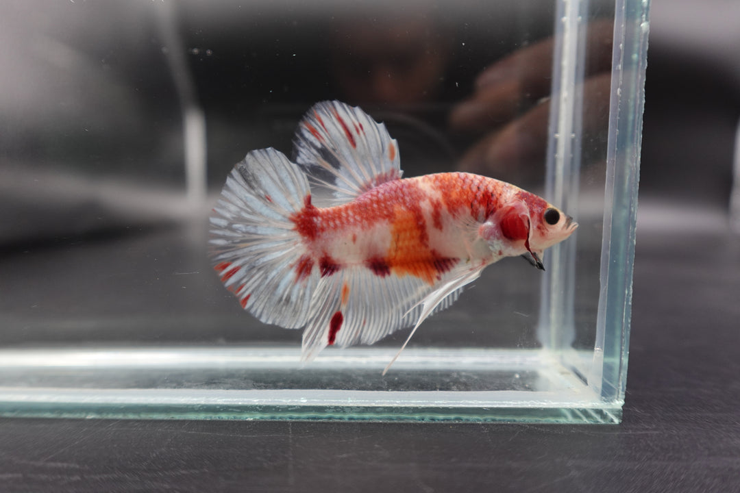 Rare Giant Koi Red And White Betta Fish
