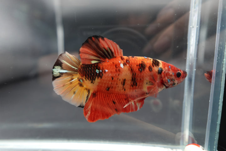 Rare Giant Multicolors Betta Fish