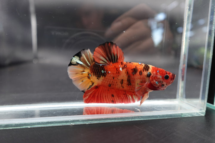 Rare Giant Multicolors Betta Fish