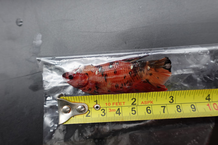 Rare Giant Multicolors Betta Fish