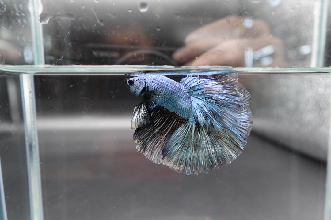 Halfmoon Copper Betta Fish