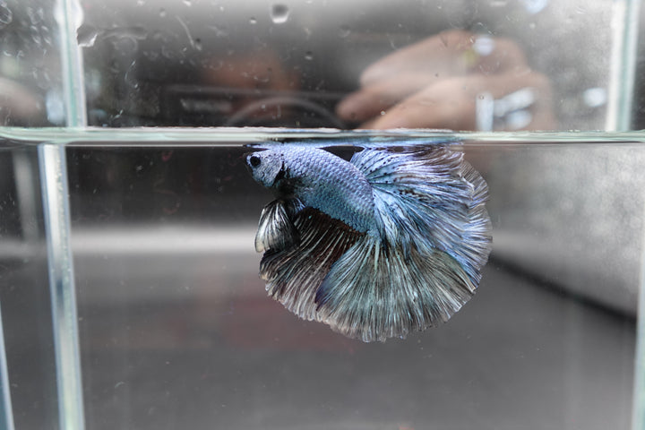 Halfmoon Copper Betta Fish