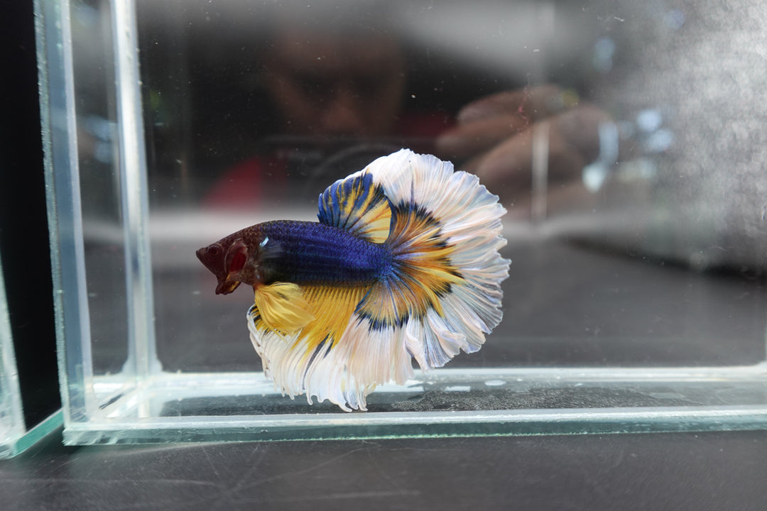 Halfmoon Mustard Butterfly Betta Fish