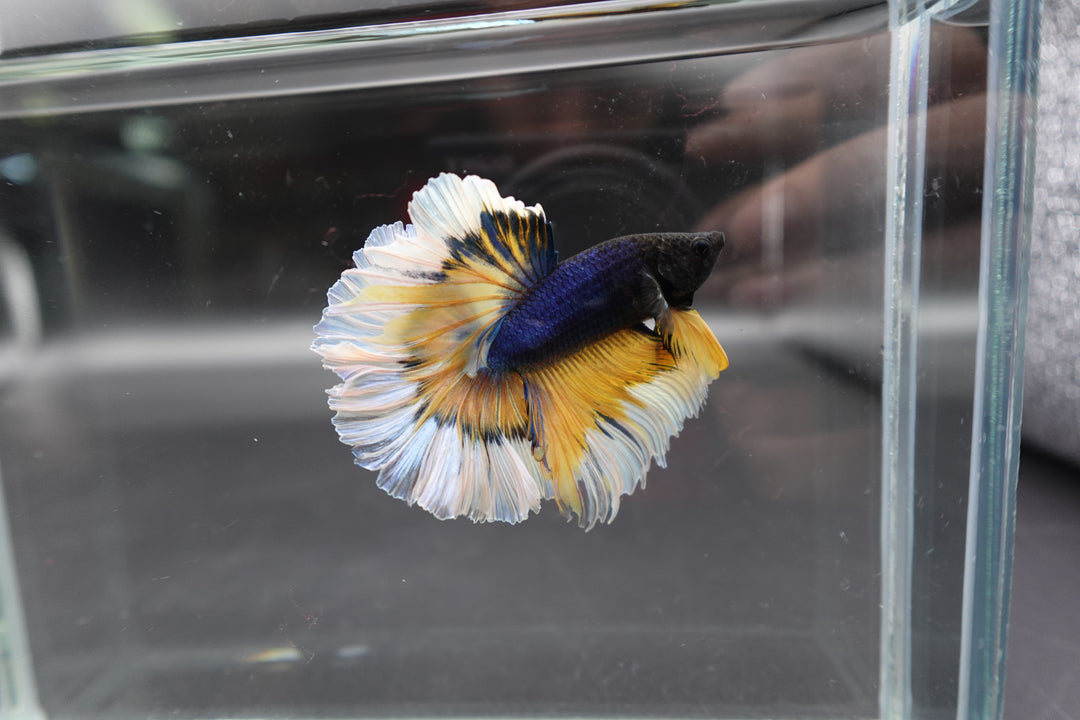 Halfmoon Mustard Butterfly Betta Fish