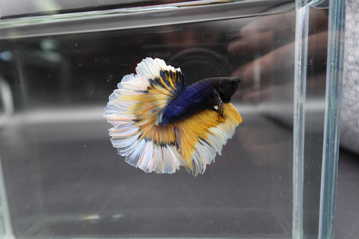 Halfmoon Mustard Butterfly Betta Fish