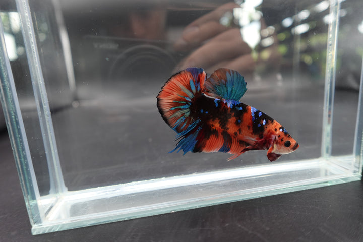 Rare Giant Multicolors Betta Fish
