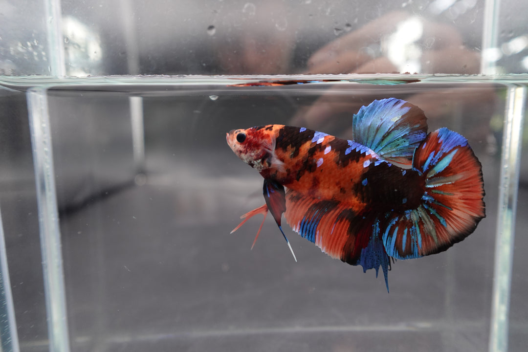 Rare Giant Multicolors Betta Fish