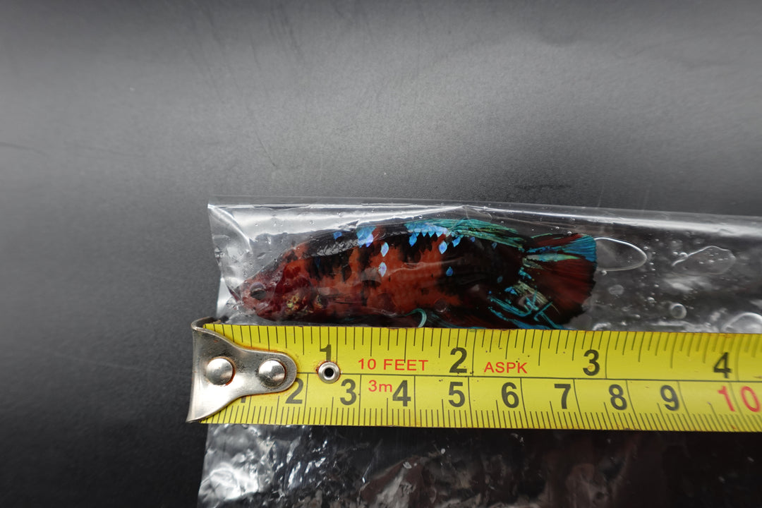 Rare Giant Multicolors Betta Fish