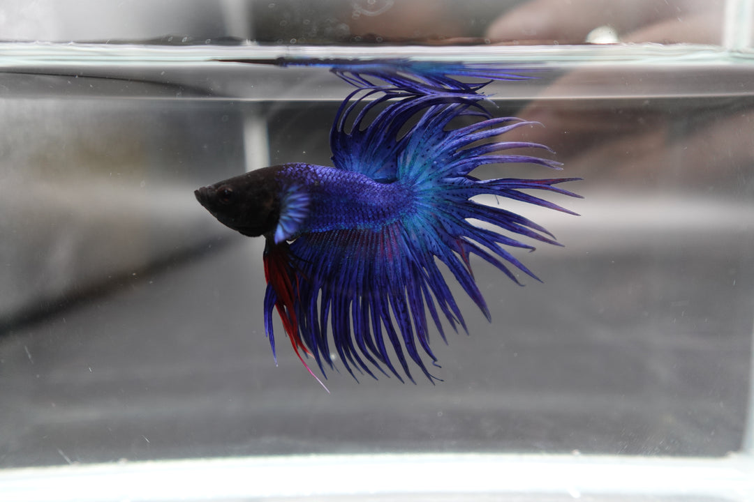 Crowntail Blue Betta Fish