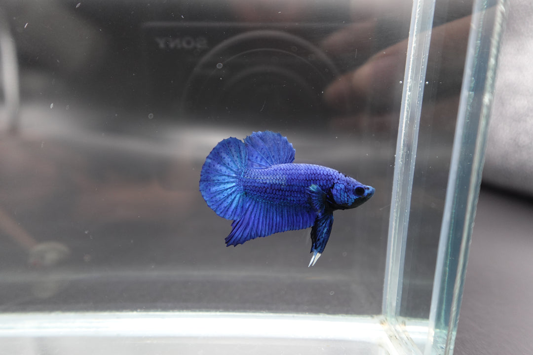 Navy Blue Betta Fish