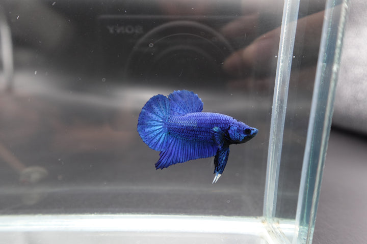 Navy Blue Betta Fish