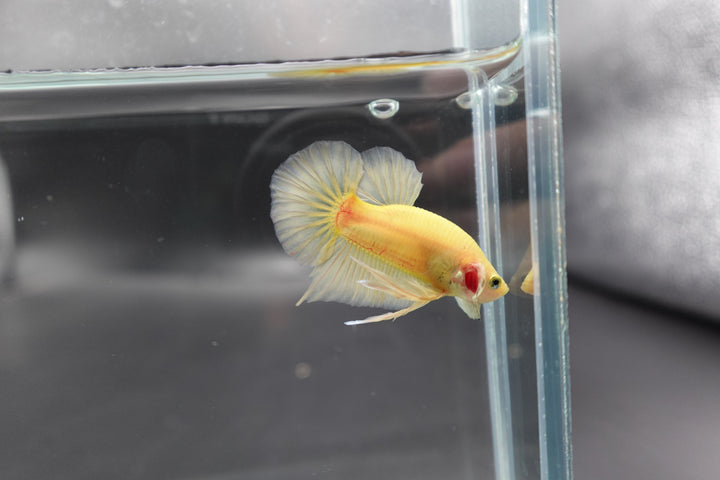 Vivid Yellow Betta Fish