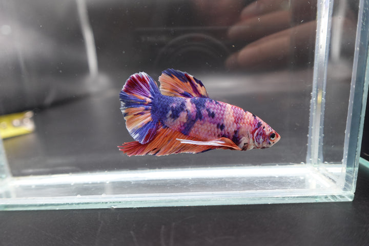 Rare Giant Multicolors Betta Fish