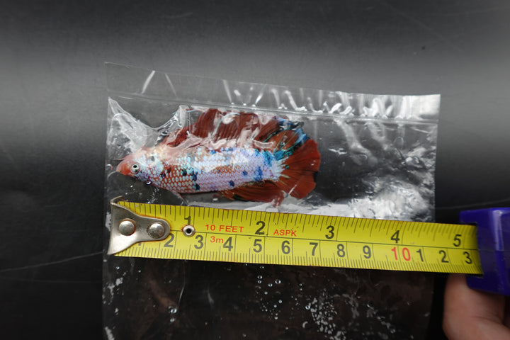 Rare Giant Multicolors Betta Fish