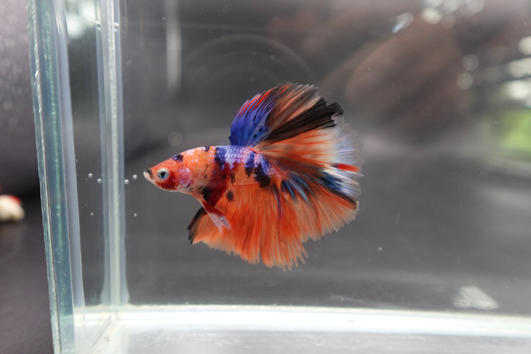 Rare Halfmoon Multicolors Betta Fish