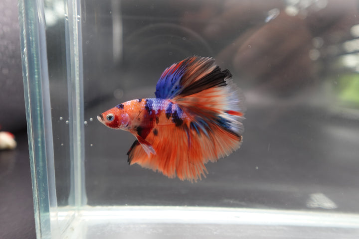 Rare Halfmoon Multicolors Betta Fish