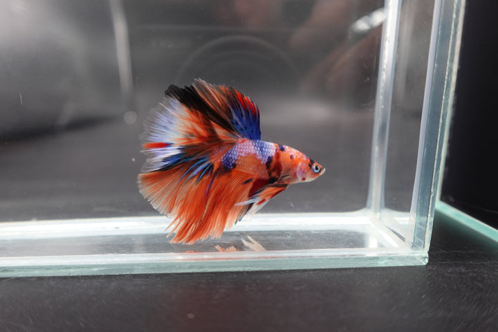 Rare Halfmoon Multicolors Betta Fish