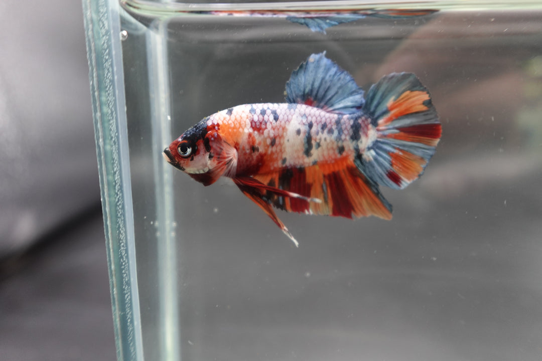 Rare Giant Multicolors Betta Fish