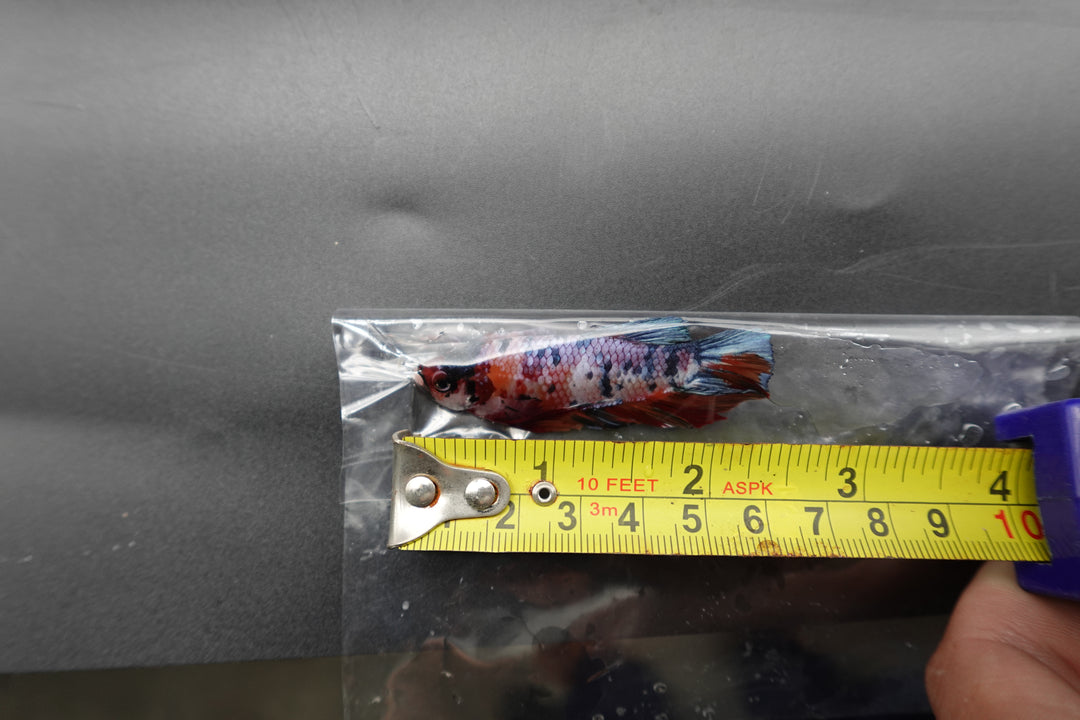 Rare Giant Multicolors Betta Fish