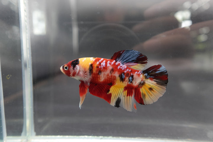 Rare Giant Multicolors Betta Fish