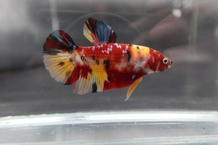 Rare Giant Multicolors Betta Fish