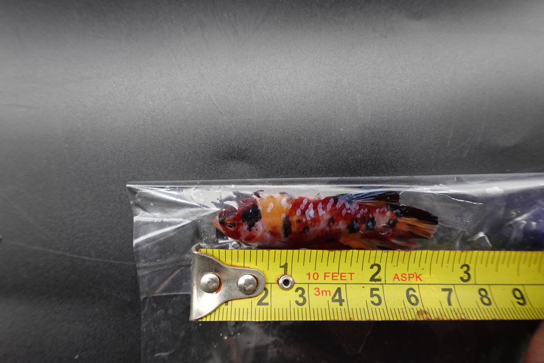 Rare Giant Multicolors Betta Fish