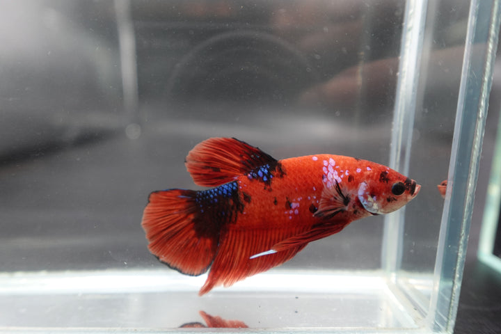 Rare Giant Multicolors Betta Fish