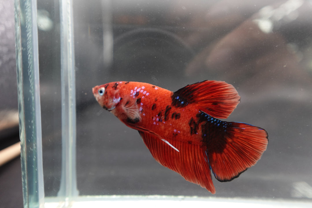 Rare Giant Multicolors Betta Fish