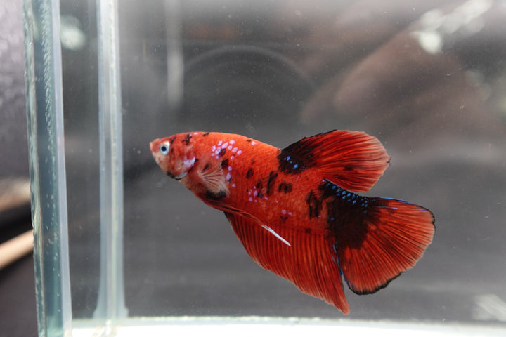 Rare Giant Multicolors Betta Fish