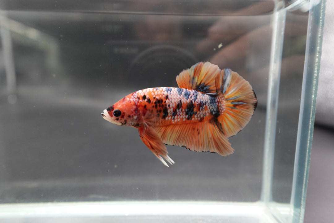 Rare Giant Multicolors Betta Fish