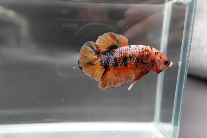 Rare Giant Multicolors Betta Fish