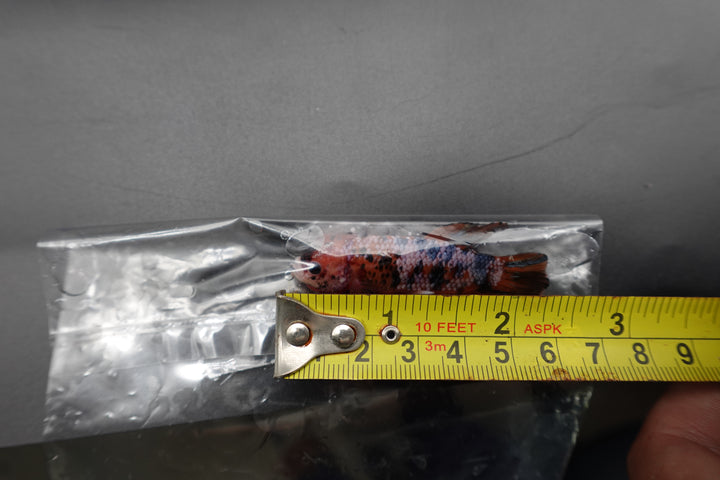 Rare Giant Multicolors Betta Fish
