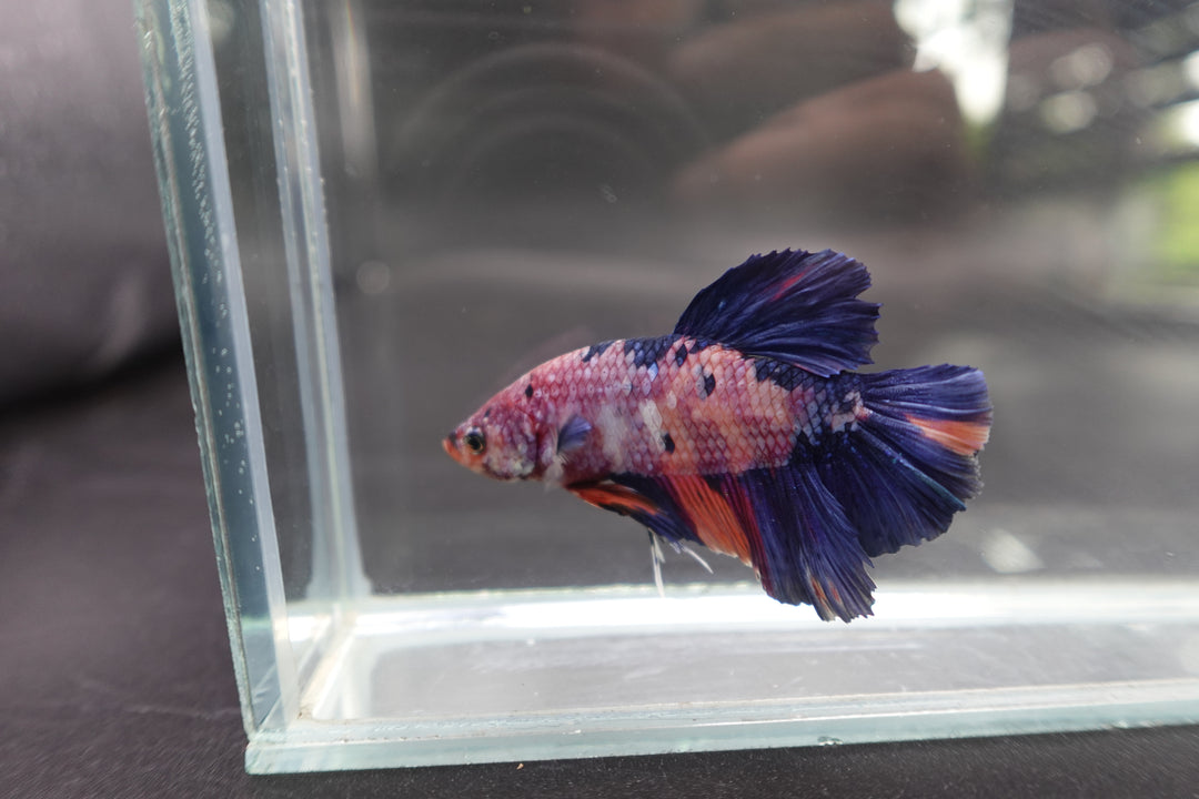 Rare Giant Multicolors Betta Fish