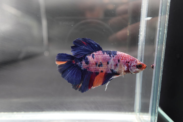 Rare Giant Multicolors Betta Fish