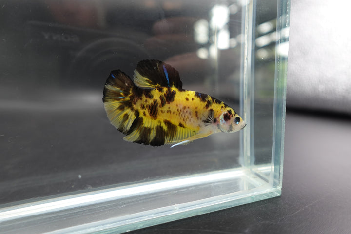 Rare Giant Multicolors Betta Fish