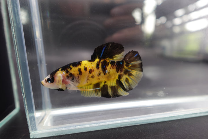 Rare Giant Multicolors Betta Fish
