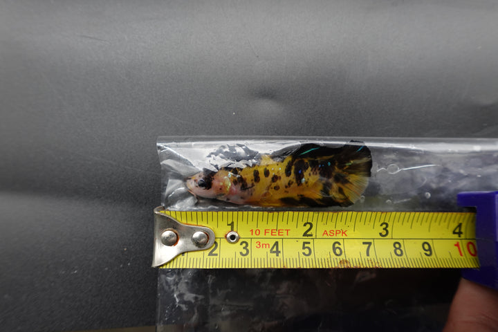 Rare Giant Multicolors Betta Fish