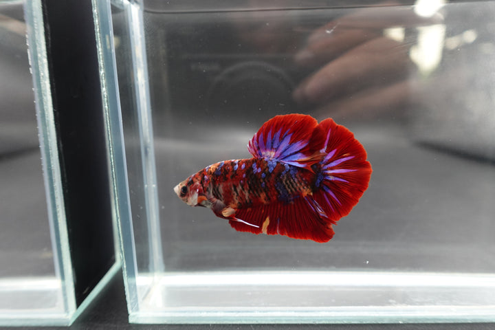 Rare Giant Multicolors Betta Fish
