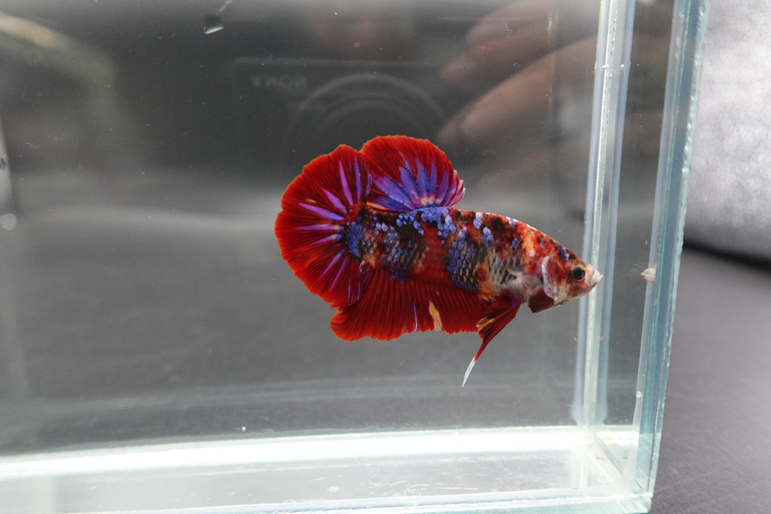 Rare Giant Multicolors Betta Fish