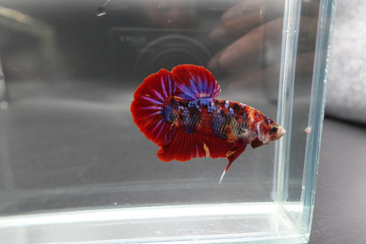 Rare Giant Multicolors Betta Fish